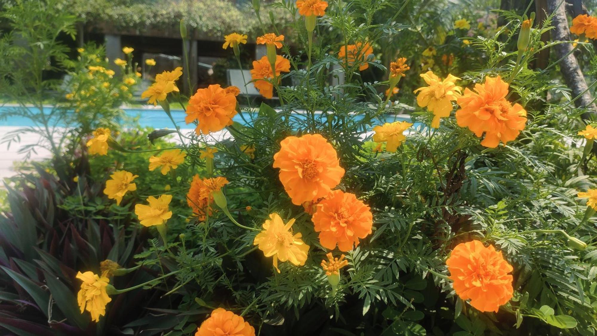 Tuyet'S Homestay Ninh Binh Esterno foto